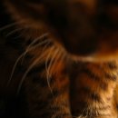 고양이발 이미지