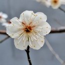 고니미미 이미지