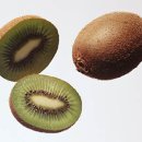 정화과일 Daum카페