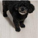 산들동물병원 네이버블로그