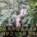 태국 - 조련사 죽이고 중국관광객 3명 태우고 달아난 코끼리사건... 이미지