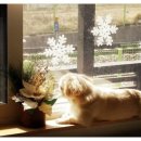 클럽더독스 이미지