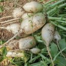 사니조아 이미지