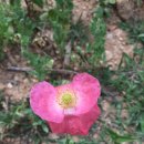 용문산야생화마을 이미지