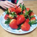 두루팜 | 부산 두루팜, 딸기체험 내돈내산 후기