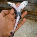 혹불이 영감 이미지