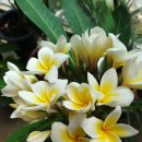 일랑일랑 이미지