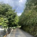 아일랜드코쿤 이미지