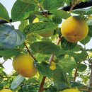 현화농장 이미지