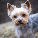 더스테이 골드독 네이버블로그