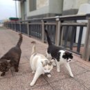 냥이사랑 이미지