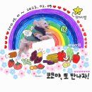 스윗드림 펫 이미지