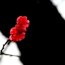 선비뜨락 이미지