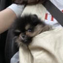 포더독스 강아지 강서 마곡점 네이버블로그