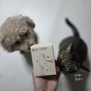 은솔약국 | 강아지피부영양제 추천 기호성 좋은 울애기쌩쌩으로 강아지, 고양이 건강관리하기