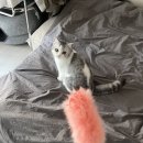 아로아로이 이미지