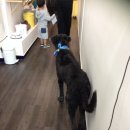 시온동물병원 이미지