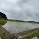 아잘리아그린 이미지