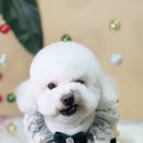 어안이 멍멍 이미지