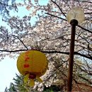 94차 산행(4월11일) 미륵의 성지에 품은 어머니의 벚꽃길 모악산 이미지