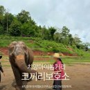 친구환경 | 치앙마이 놀거리 코끼리 보호소 추천 코끼리는 내 친구 체험 후기