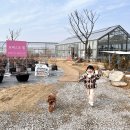 용인농장 | 애견동반 가능한 용인 포레스트 벨 딸기농장 방문 후기
