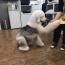 위드독스 이미지