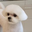 토비애견미용 네이버블로그