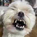 리꼬리꼬펫살롱 이미지