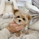 디바인퍼피 이미지