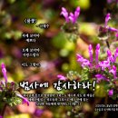 PICTURE&amp;TEXT_20250706_범사에 감사하라!_에베소서 1장 1절_봄날의 광대나물 꽃&amp;나태주 시인의 풀꽃_맥추감사절 &amp; 오순 이미지