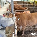 이스턴24시동물병원 이미지