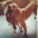 빙고 애견카페 이미지