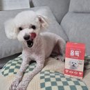 말랑독 | 푸들 강아지영양제추천, 올독 프리미엄 종합영양제 건강 관리 후기