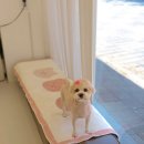 브리앙뜨몽 이미지