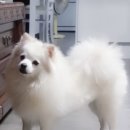 강아지발바닥