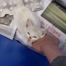 슈어미 이미지