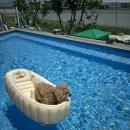 하이멍 애견카페 이미지