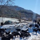 나눔염소농장 이미지