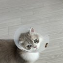 고양이병원 소설 | [9m,6m] 링웜에 중성화까지 그야말로 고양이 간호일지