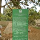 삭개오와뽕나무 이미지