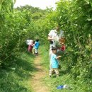 제3회 누에나라공화국 오디축제 (2012.06.02 ~ 2012.06.17) 이미지