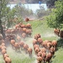 한우가즈아 이미지