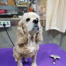 깐쵸네 애견서비스 이미지