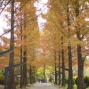 인천대공원 가을 단풍명소 장수동 은행나무 이미지