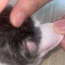 미르 동물병원 | 개포 미르동물의료센터 :: 고양이 귀 털 빠짐 증상