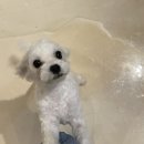 피네(P-ne) 이미지