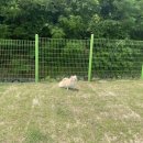 호반애견훈련소 이미지