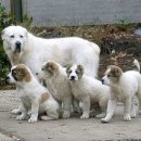 센트럴 독 이미지