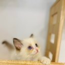 멍멍아 놀자 이미지